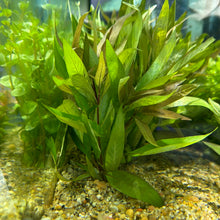 Load image into Gallery viewer, Hygro Willow (Hygrophila angustifolia)