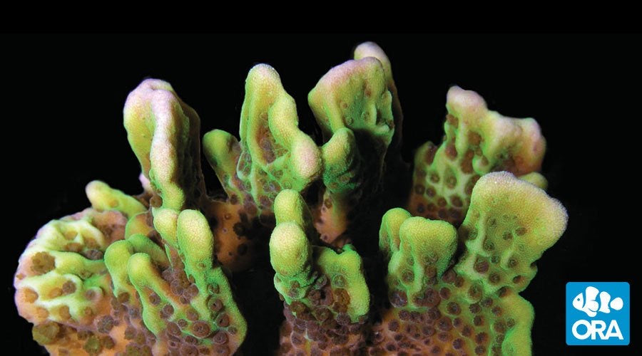 ORA Spongode (Montipora spongodes sp.) live coral
