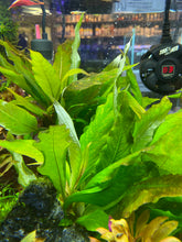 Load image into Gallery viewer, Hygrophila Compact (Nomaphila Siamensis)