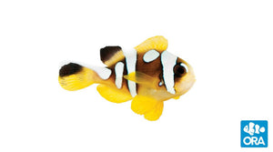 ORA Spotcinctus Clownfish (Amphiprion bicinctus)