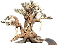 Load image into Gallery viewer, Dragon Wood Bonsai Tree