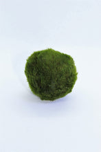 Load image into Gallery viewer, Marimo Moss Ball