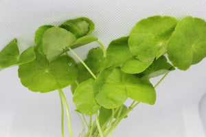 Brazilian Pennywort (Hydrocotyle Verticillata)