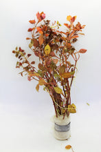 Load image into Gallery viewer, Ludwigia Natans (Super Red)