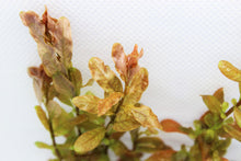Load image into Gallery viewer, Ludwigia Inclinata Green