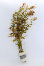 Load image into Gallery viewer, Ludwigia Inclinata Green
