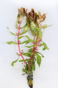 Ammania Senegalansis (Copper Leaf Ammania)