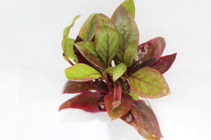 Alternanthera Red Broad Leaf