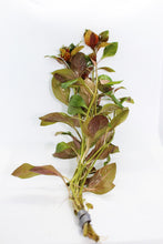 Load image into Gallery viewer, Ludwigia Dark Red