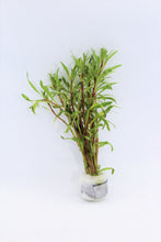 Load image into Gallery viewer, Ludwigia Inclinata (White/Pink)