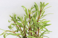 Load image into Gallery viewer, Ludwigia Inclinata (White/Pink)