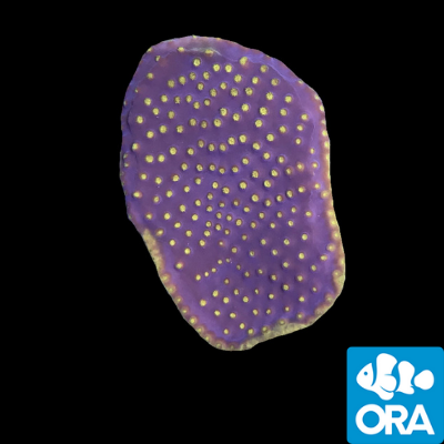 ORA Purple & Yellow Scroll (Turbinaria sp.) live coral