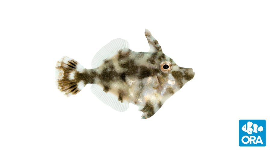 ORA Aiptasia-Eating Filefish (Acreichthys tomentosus)