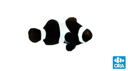 ORA Black Ocellaris (Amphiprion ocellaris)