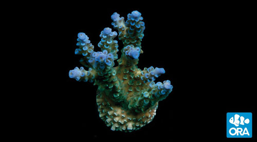 ORA Blue Voodoo (Acropora sp.) live coral