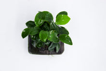 Load image into Gallery viewer, Anubias Nana on Wood
