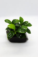 Load image into Gallery viewer, Anubias Nana on Wood