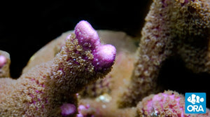 ORA Purple Digitata (Montipora digitata sp.) live coral