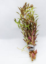 Load image into Gallery viewer, Limnophila Aromatica