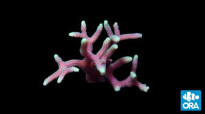 ORA Green Tip Pink Birdsnest (Seriatopora sp.) live coral