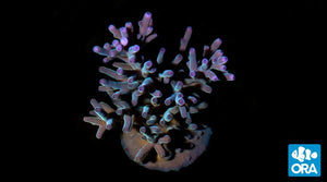 ORA Hawkins’ Blue Echinata (Acropora sp.) live coral