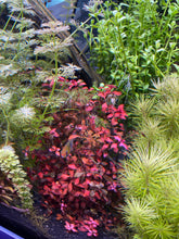 Load image into Gallery viewer, Ludwigia Natans (Super Red)