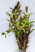 Load image into Gallery viewer, Limnophila Aromatica
