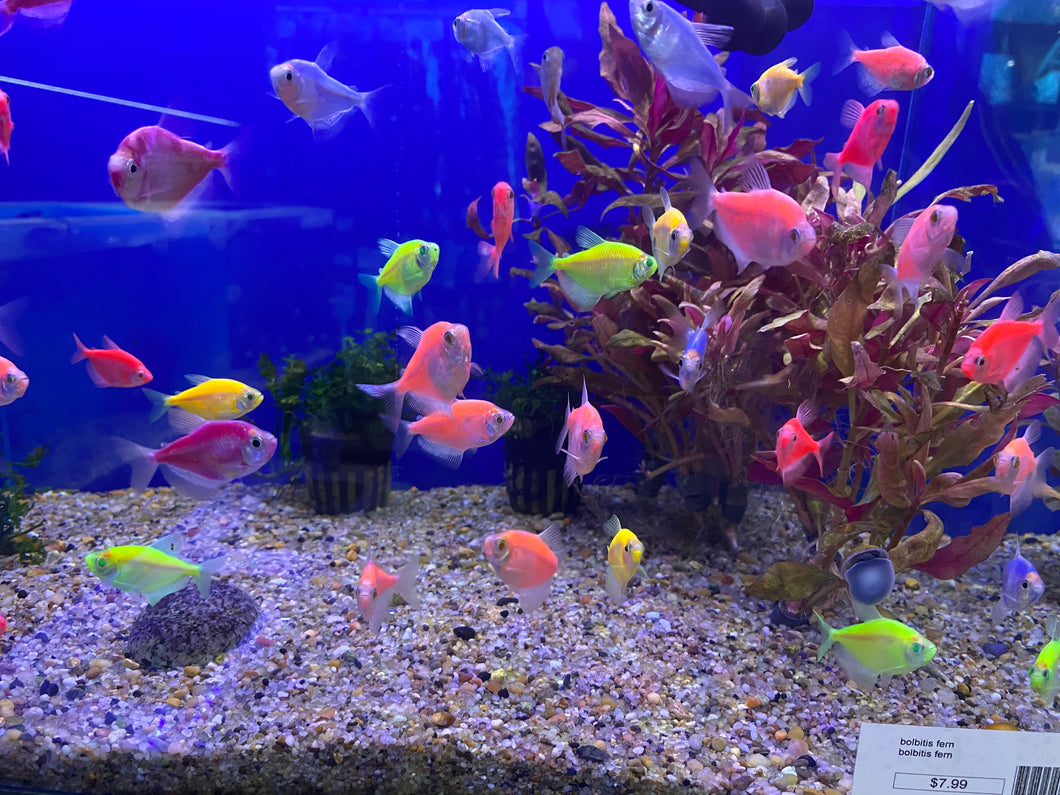 Glofish Tetra – ageofaquariums