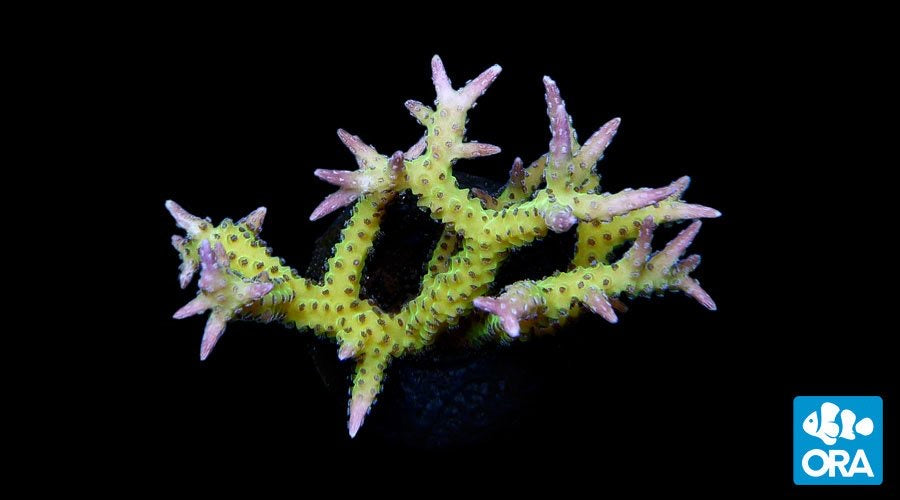 ORA Ponape Birdsnest (Seriatopora sp.) live coral