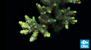ORA Green Planet (Acropora sp.) live coral