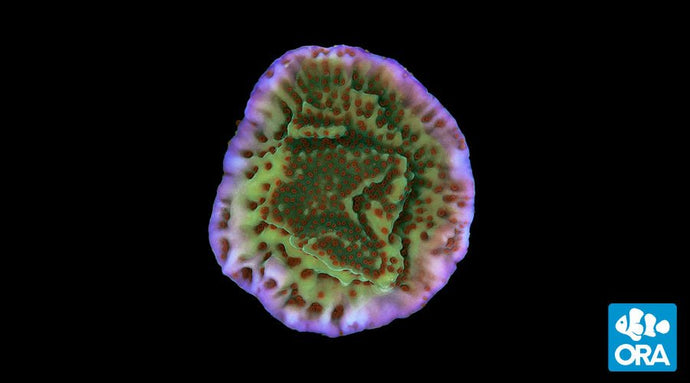 ORA Mind Trick Montipora (Montipora sp.) live coral
