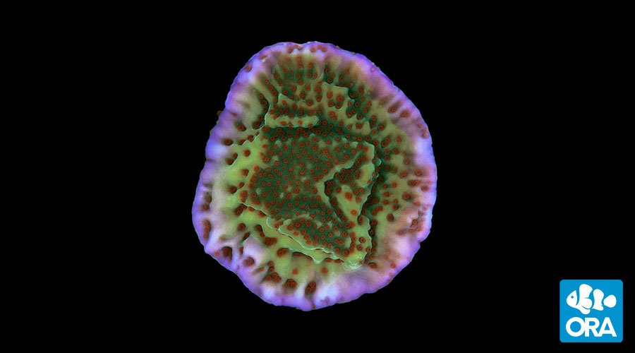 ORA Mind Trick Montipora (Montipora sp.) live coral