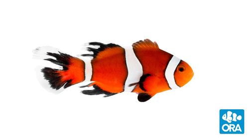 Longfin Clownfish (Amphiprion ocellaris)