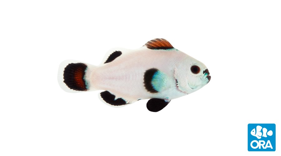 ORA Snow Storm Clownfish (Amphiprion ocellaris)