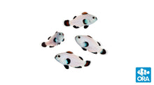 Load image into Gallery viewer, ORA Snow Storm Clownfish (Amphiprion ocellaris)