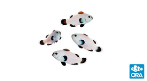 ORA Snow Storm Clownfish (Amphiprion ocellaris)