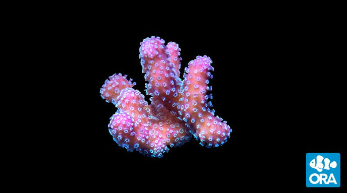ORA Stellar Stylophora (Stylophora sp.) live coral