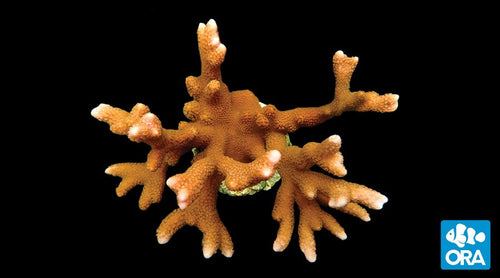 ORA Peach Digitata (Montipora digitata) live coral