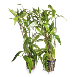 Hygrophylia Corymbosa (Temple Plant)