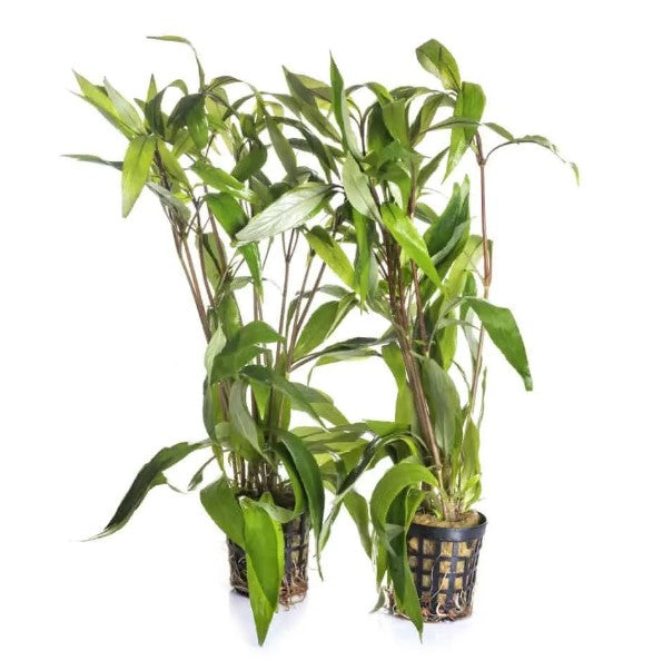 Hygrophylia Corymbosa (Temple Plant)
