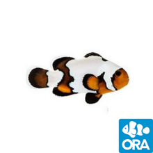 Load image into Gallery viewer, ORA Black Ice Snowflake (Amphiprion ocellaris)