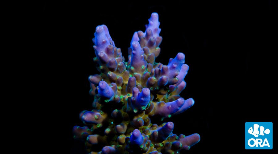 ORA Purple & Green Acro (Acropora sp.) live coral