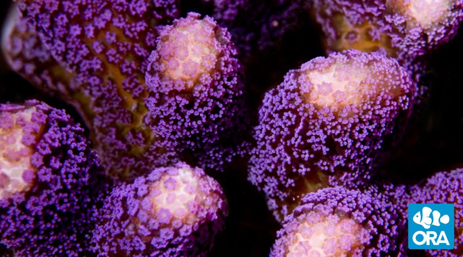 ORA Purple Stylophora (Stylophora sp.) live coral