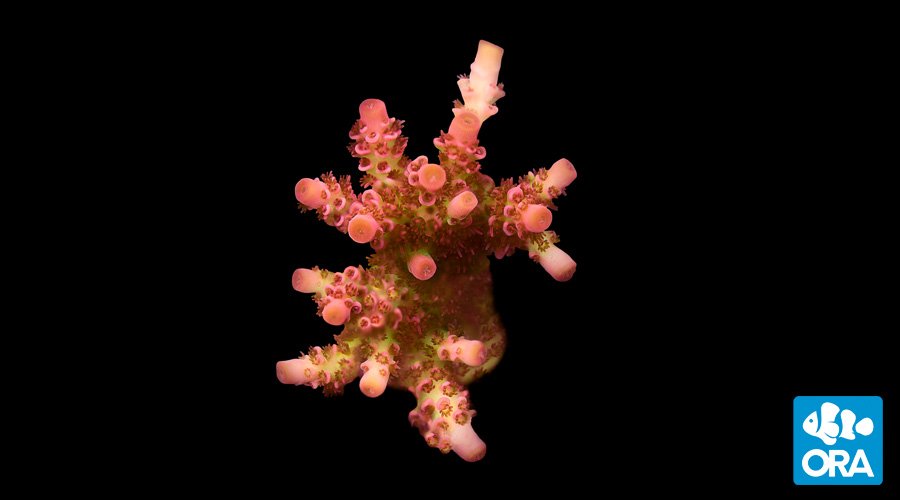 ORA Red Planet (Acropora sp.) live coral