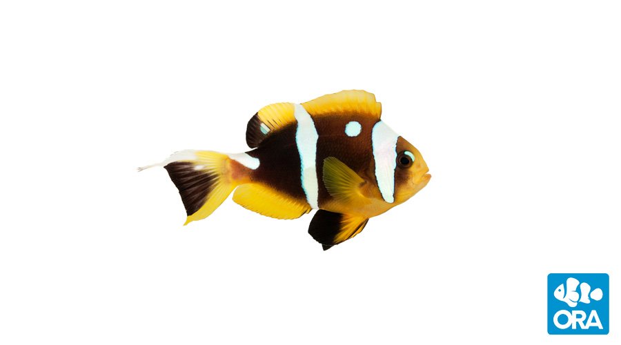 ORA Spotcinctus Clownfish (Amphiprion bicinctus)