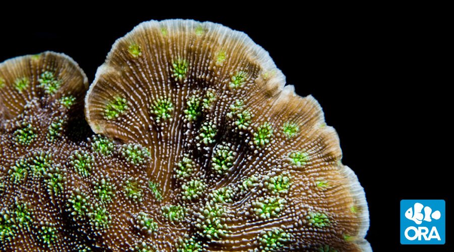 ORA Sprung’s Stunner (Echinopora sp.) live coral
