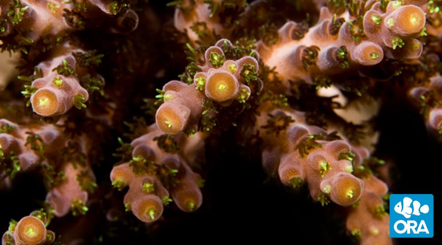 ORA Verde (Acropora sp.) live coral