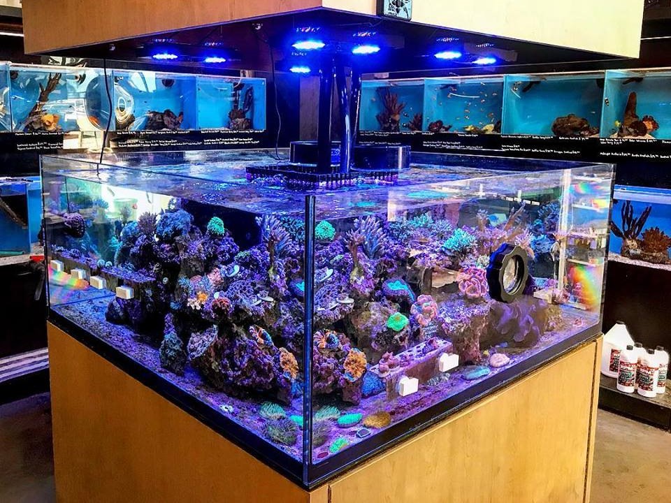 Aquarium surrounded by other aquariums