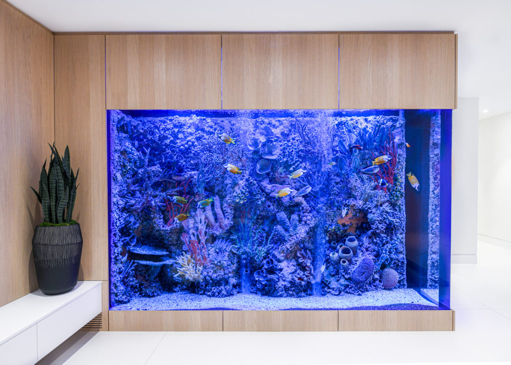 Wall aquarium in whitewashed wood wall with cactus on a bench to the left of that wall